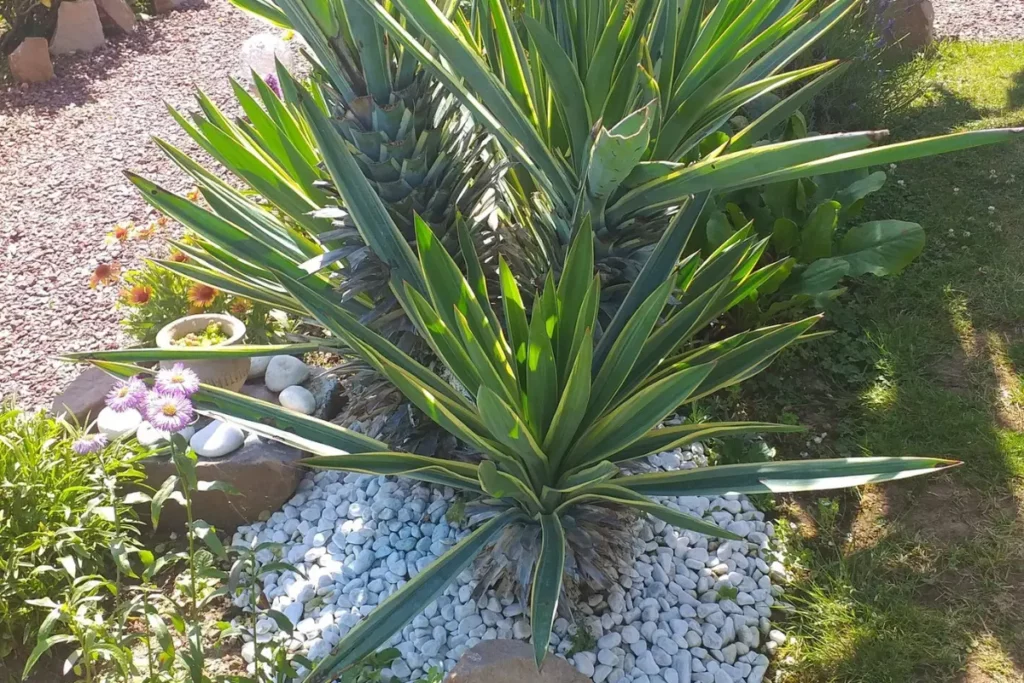 jardin entretenu à magagnosc