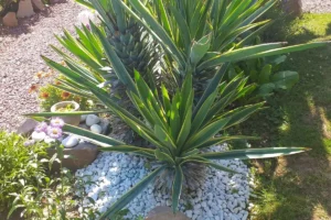 jardin entretenu à magagnosc